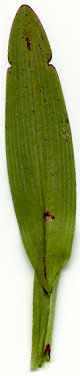 Platanthera_lacera_leaf.jpg