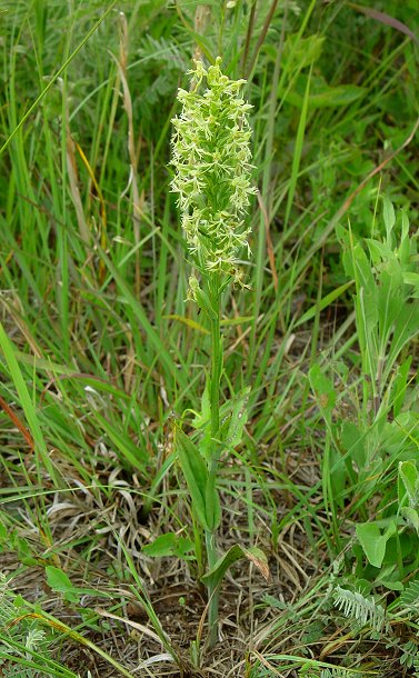 Platanthera_lacera_plant.jpg