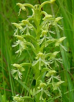 Platanthera lacera thumbnail