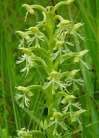 Platanthera lacera thumbnail