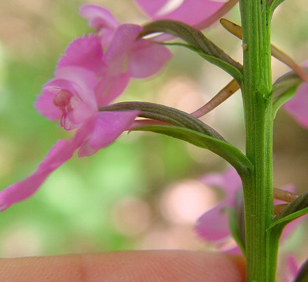 Platanthera_peramoena_calyx.jpg