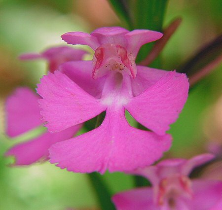 Platanthera_peramoena_flower.jpg