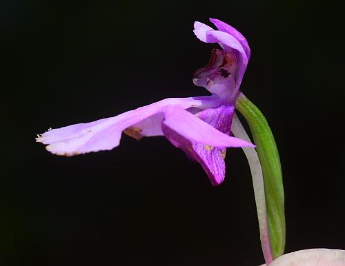 Platanthera_peramoena_flower2.jpg