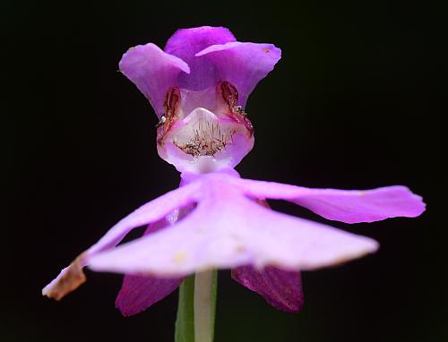 Platanthera_peramoena_flower3.jpg