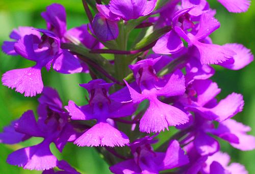 Platanthera_peramoena_flowers.jpg