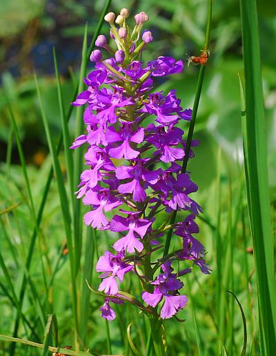 Platanthera_peramoena_inflorescence.jpg