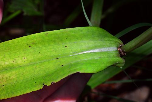 Platanthera_peramoena_leaf1.jpg