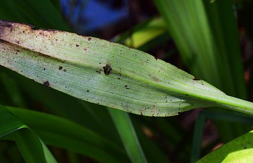 Platanthera_peramoena_leaf2.jpg