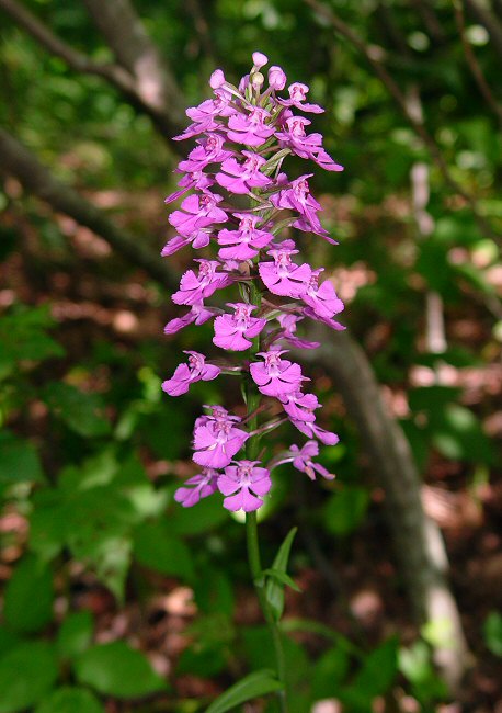 Platanthera_peramoena_plant.jpg