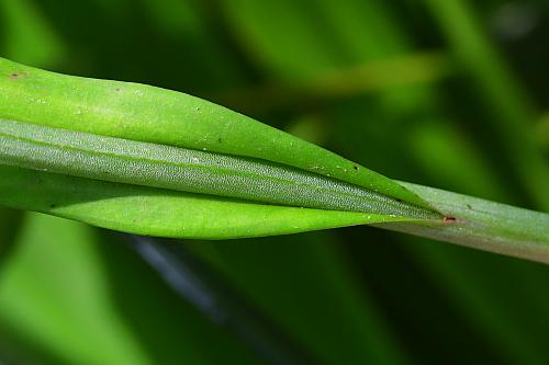 Platanthera_peramoena_sheath.jpg