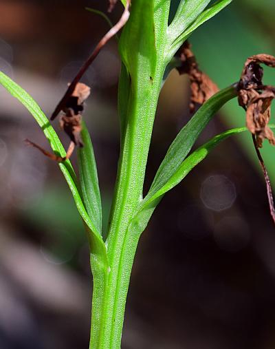 Platanthera_peramoena_stem.jpg