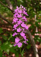 Platanthera peramoena thumbnail