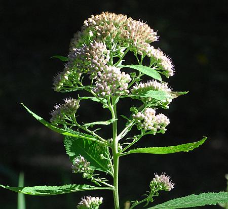 Pluchea_camphorata_inflorescence.jpg