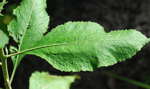 Pluchea_camphorata_leaf1.jpg