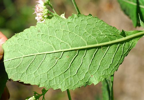 Pluchea_camphorata_leaf2.jpg