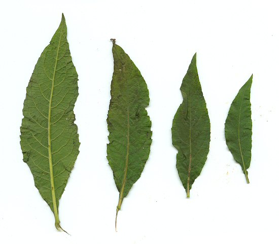 Pluchea_camphorata_leaves.jpg