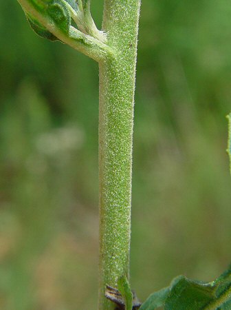 Pluchea_camphorata_stem.jpg