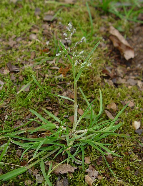 Poa Annua Page