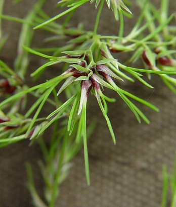 Poa_bulbosa_flowers.jpg