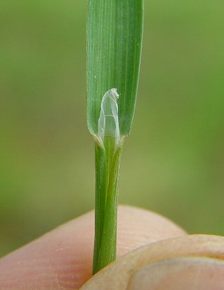 Poa_bulbosa_ligule.jpg