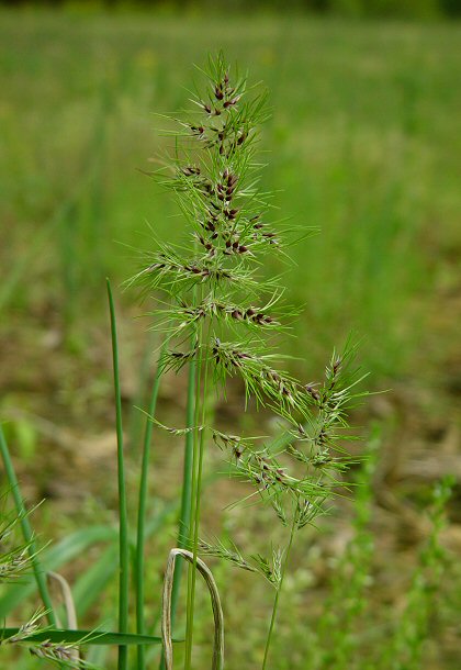 Poa_bulbosa_plant.jpg