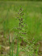 Poa bulbosa thumbnail