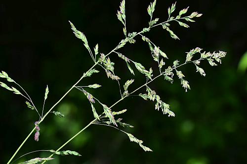 Poa_pratensis_inflorescence1.jpg