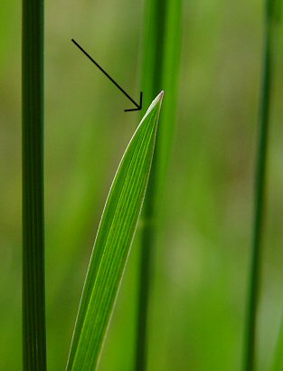 Poa_pratensis_leaf.jpg