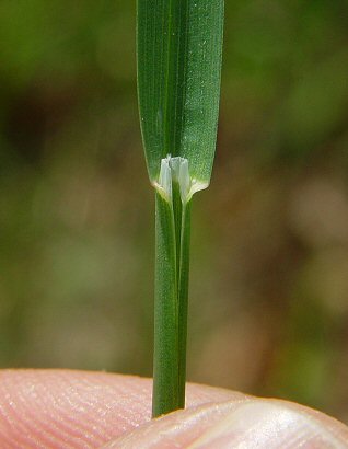 Poa_pratensis_ligule.jpg