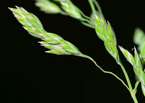 Poa_pratensis_spikelets.jpg