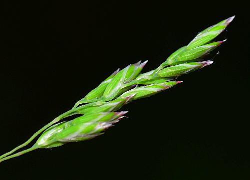 Poa_pratensis_spikelets2.jpg