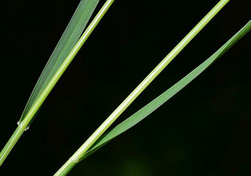 Poa_pratensis_stems.jpg