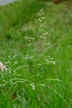 Poa pratensis thumbnail