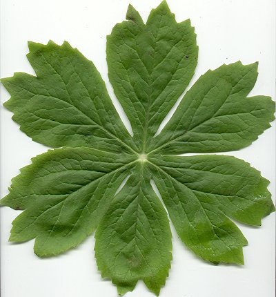 Podophyllum_peltatum_leaf.jpg