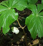 Podophyllum peltatum thumbnail