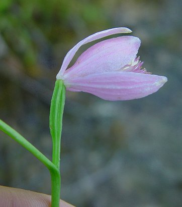 Pogonia_ophioglossoides_flower1.jpg