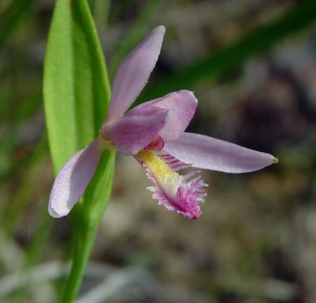 Pogonia_ophioglossoides_flower2.jpg