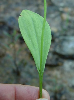 Pogonia_ophioglossoides_leaf.jpg