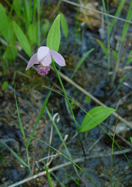 Pogonia_ophioglossoides_plant.jpg