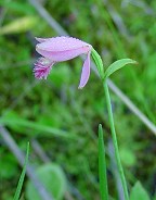 Pogonia ophioglossoides thumbnail