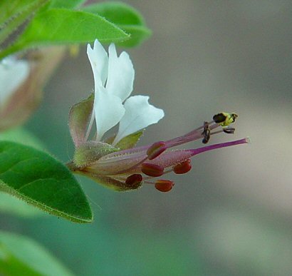 Polanisia_dodecandra_flower.jpg