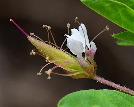 Polanisia_dodecandra_flower2.jpg