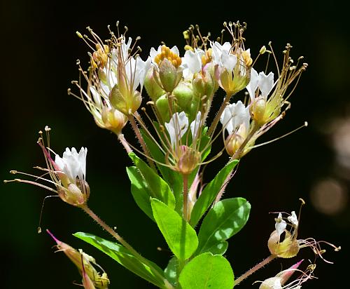 Polanisia_dodecandra_inflorescence1.jpg