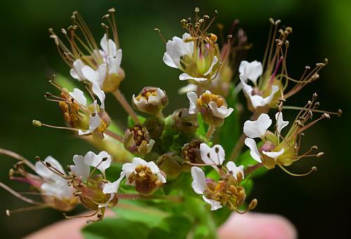 Polanisia_dodecandra_inflorescence2.jpg