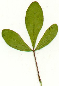 Polanisia_dodecandra_leaf.jpg