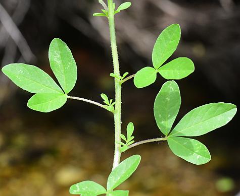 Polanisia_dodecandra_leaves.jpg