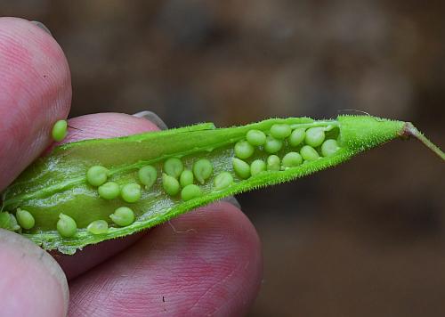 Polanisia_dodecandra_seeds.jpg