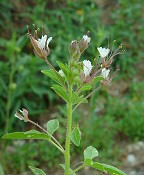 Polanisia dodecandra thumbnail