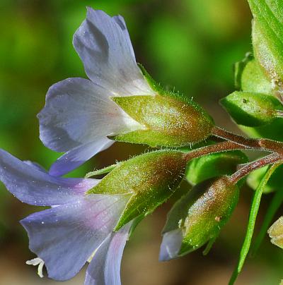 Polemonium_reptans_calyces.jpg