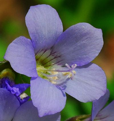 Polemonium_reptans_corolla.jpg